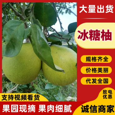 高山雪峰柚湖南怀化芷江柚子原产地直发品质保障