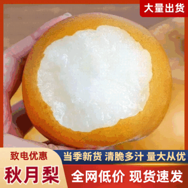 秋月梨大量上市欢迎采购来电咨询全国发货