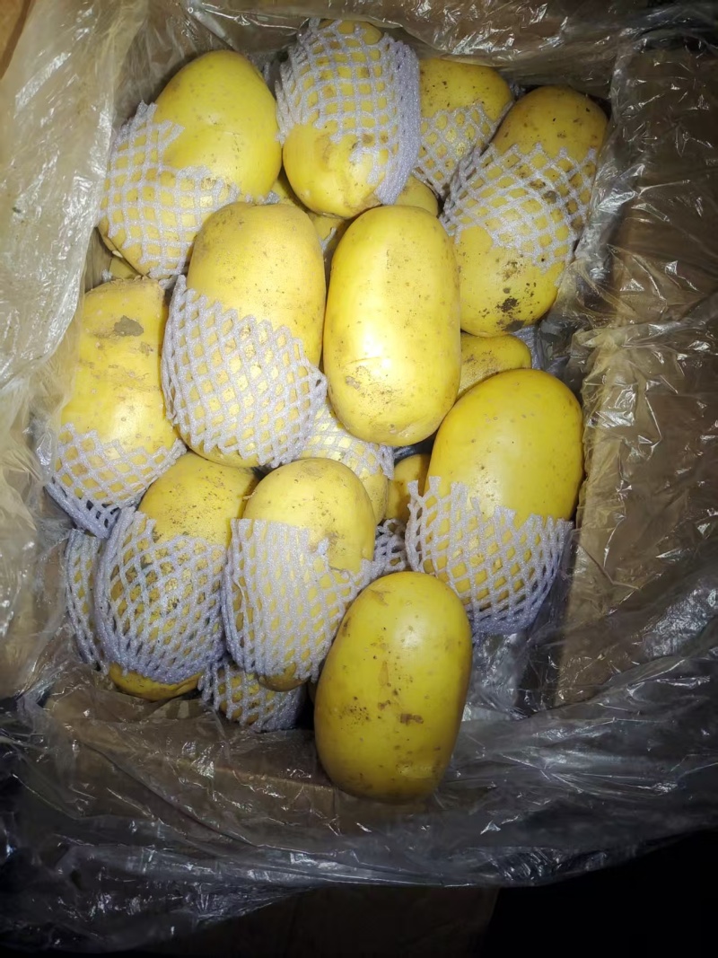 【热卖】荷兰十五土豆批发千亩种植基地量大从优