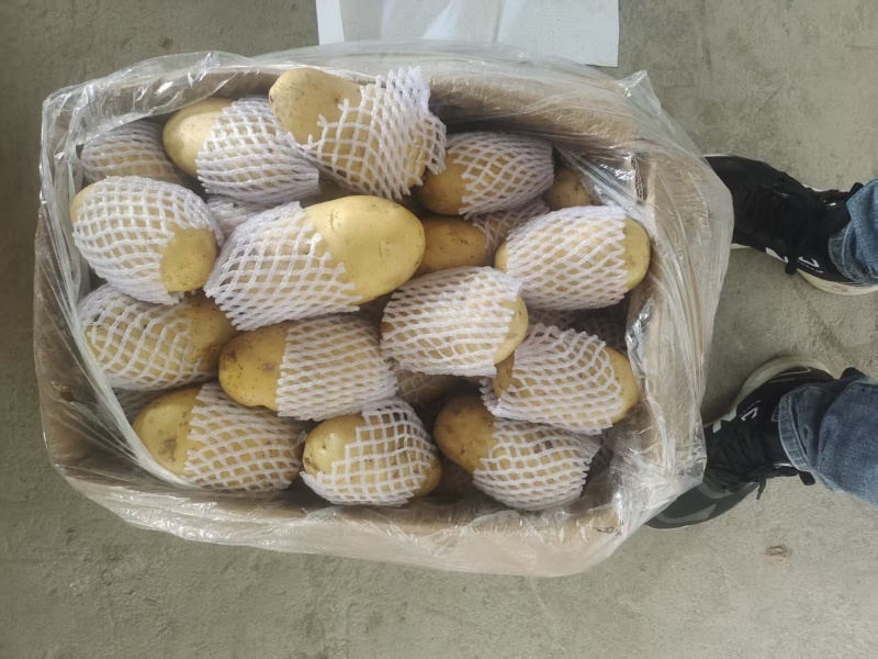 【热卖】荷兰十五土豆批发千亩种植基地量大从优