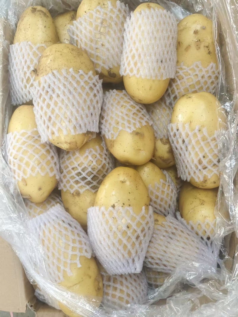 【热卖】荷兰十五土豆批发千亩种植基地量大从优