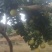 无核蜜柚苗。无病菌，根系发达大量供应基地直发
