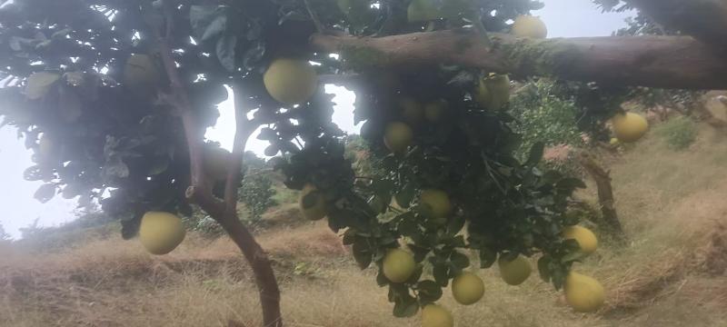 无核蜜柚苗。无病菌，根系发达大量供应基地直发