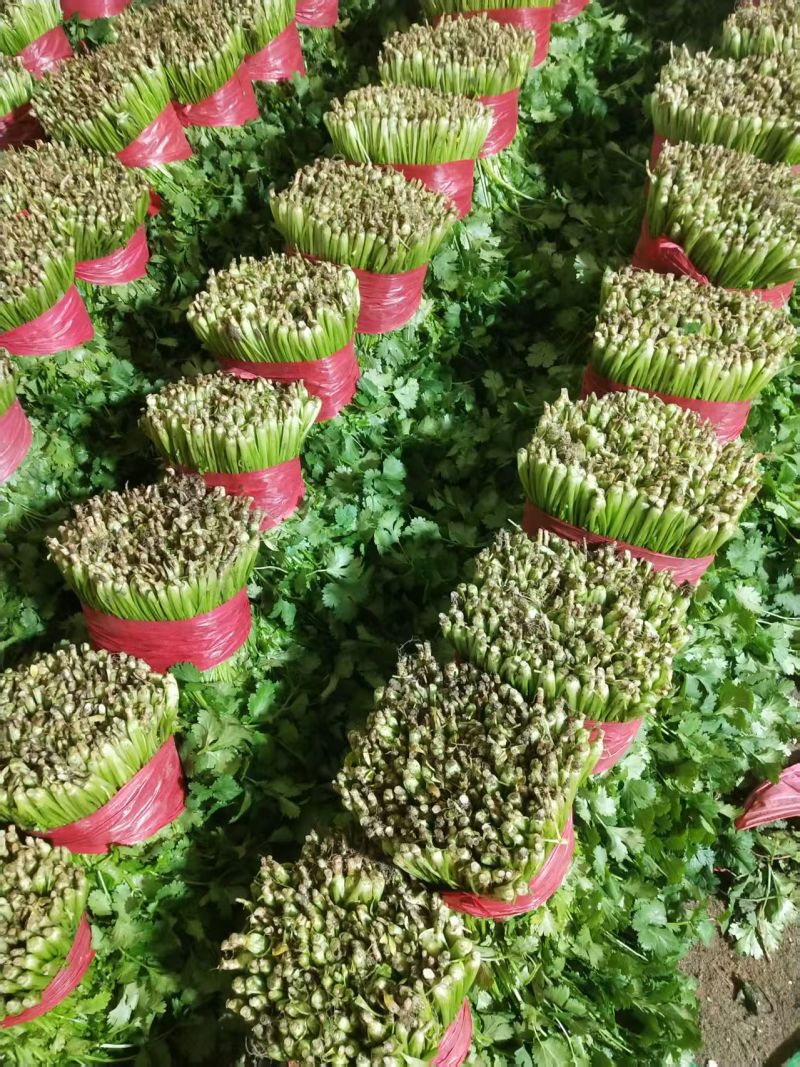 泰安精品香菜，大量新鲜现货速发，大叶香菜欢迎老板选购