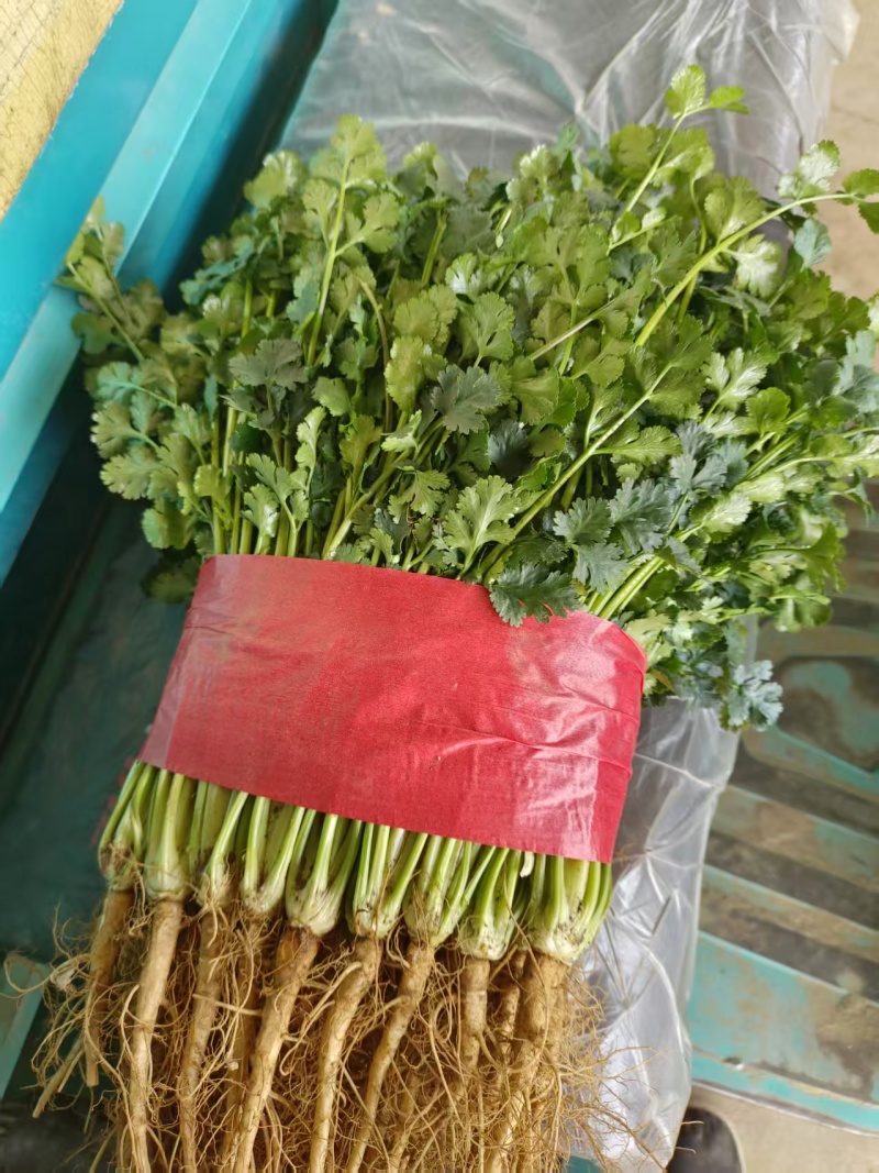 泰安精品香菜，大量新鲜现货速发，大叶香菜欢迎老板选购