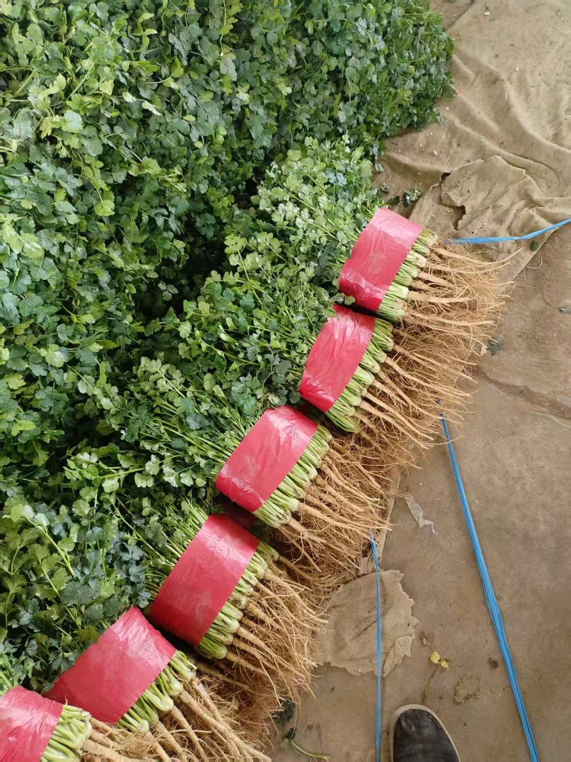 泰安精品香菜，大量新鲜现货速发，大叶香菜欢迎老板选购
