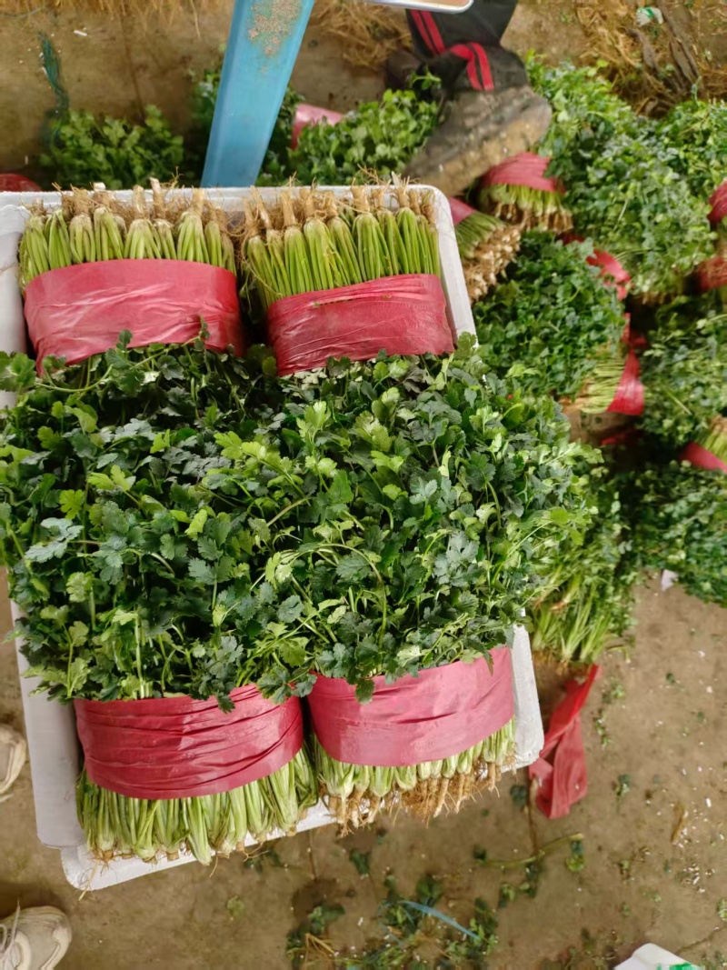泰安精品香菜，大量新鲜现货速发，大叶香菜欢迎老板选购