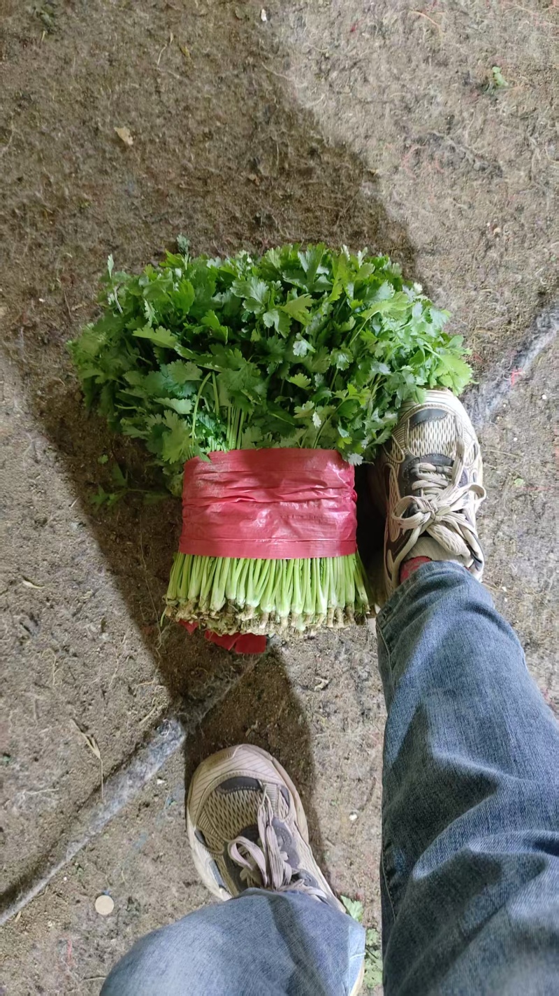 泰安精品香菜，大量新鲜现货速发，大叶香菜欢迎老板选购