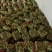 泰安精品香菜,大量新鲜现货速发,大叶香菜欢迎老板选购