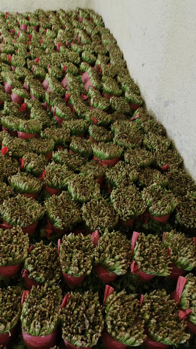 泰安精品香菜，大量新鲜现货速发，大叶香菜欢迎老板选购
