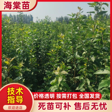 【热卖推荐】八棱海棠苗实生苗基地直销量大质优价格优惠