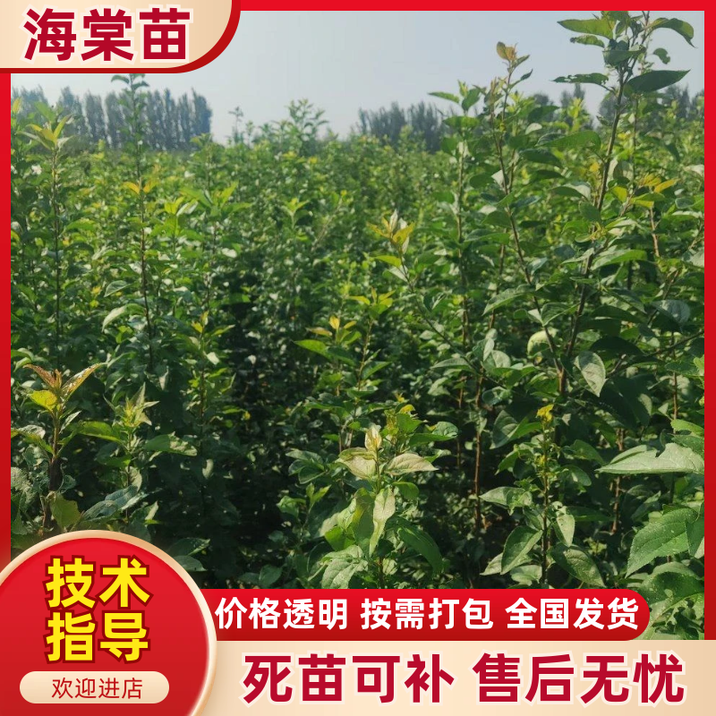 【热卖推荐】八棱海棠苗实生苗基地直销量大质优价格优惠