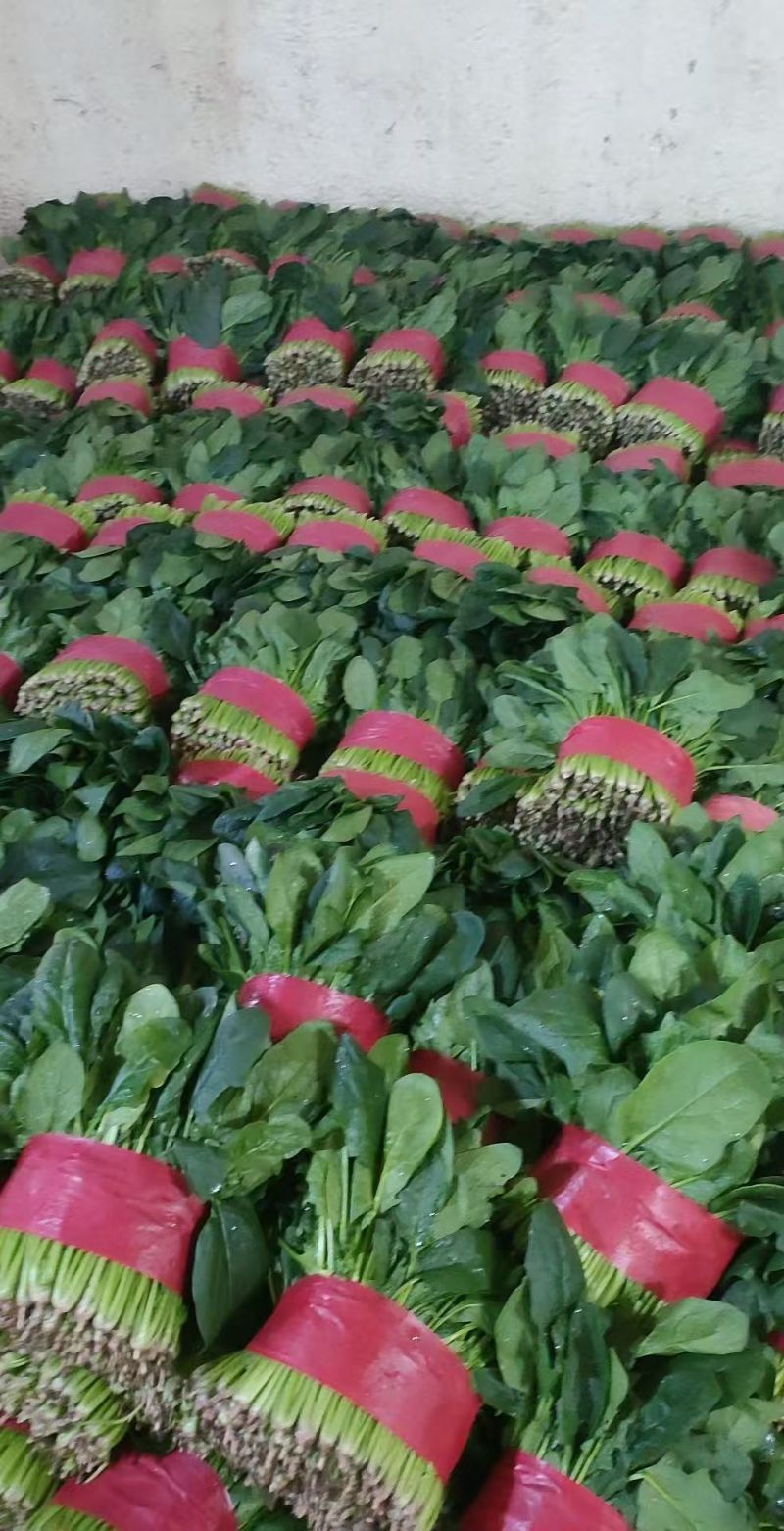 泰安大叶菠菜，新鲜菠菜，保质保量欢迎老板选购