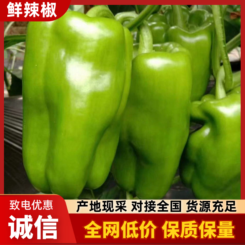 山东太空椒！太空椒，菜椒，大量上市，产地直供质优价廉