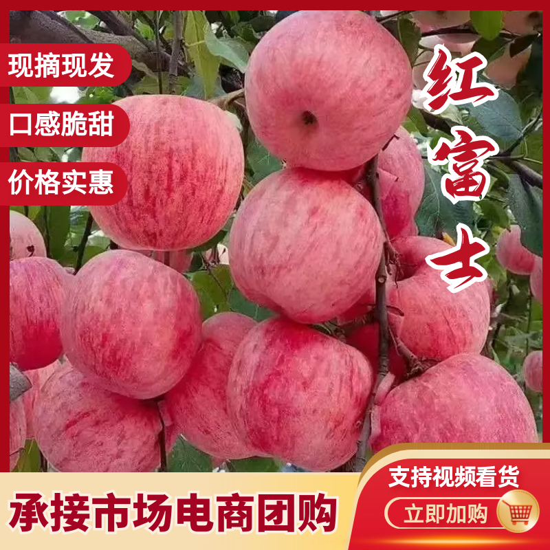 山东富士苹果，烟富3号，6号，1号，10号量大欢迎电联