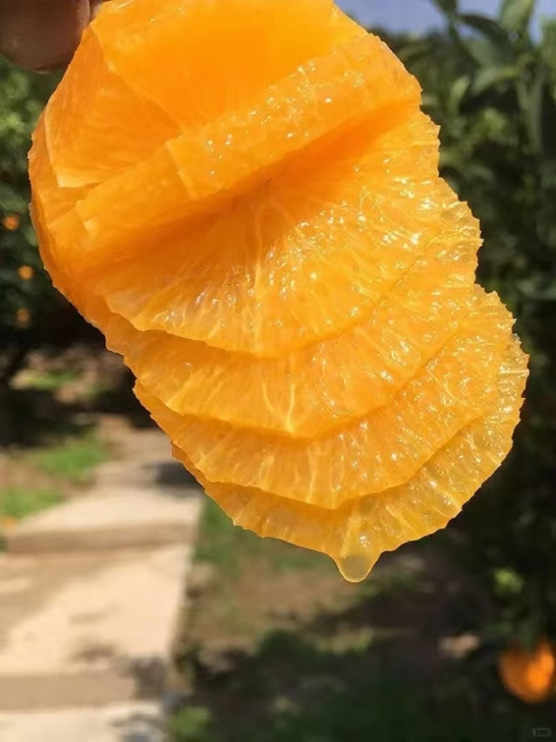 赣南纽荷尔脐橙，全国供应，品质保证，量大从优，欢迎来电