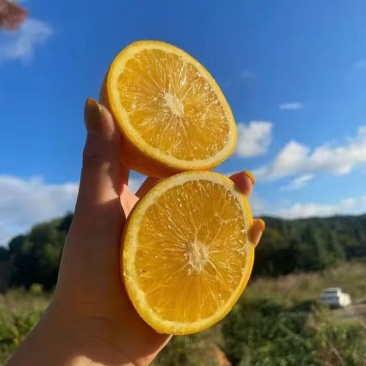 赣南纽荷尔脐橙，全国供应，品质保证，量大从优，欢迎来电