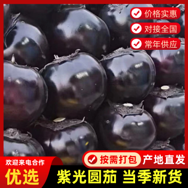 山东紫光圆茄基地大量供应量大质优价格优惠一手货源
