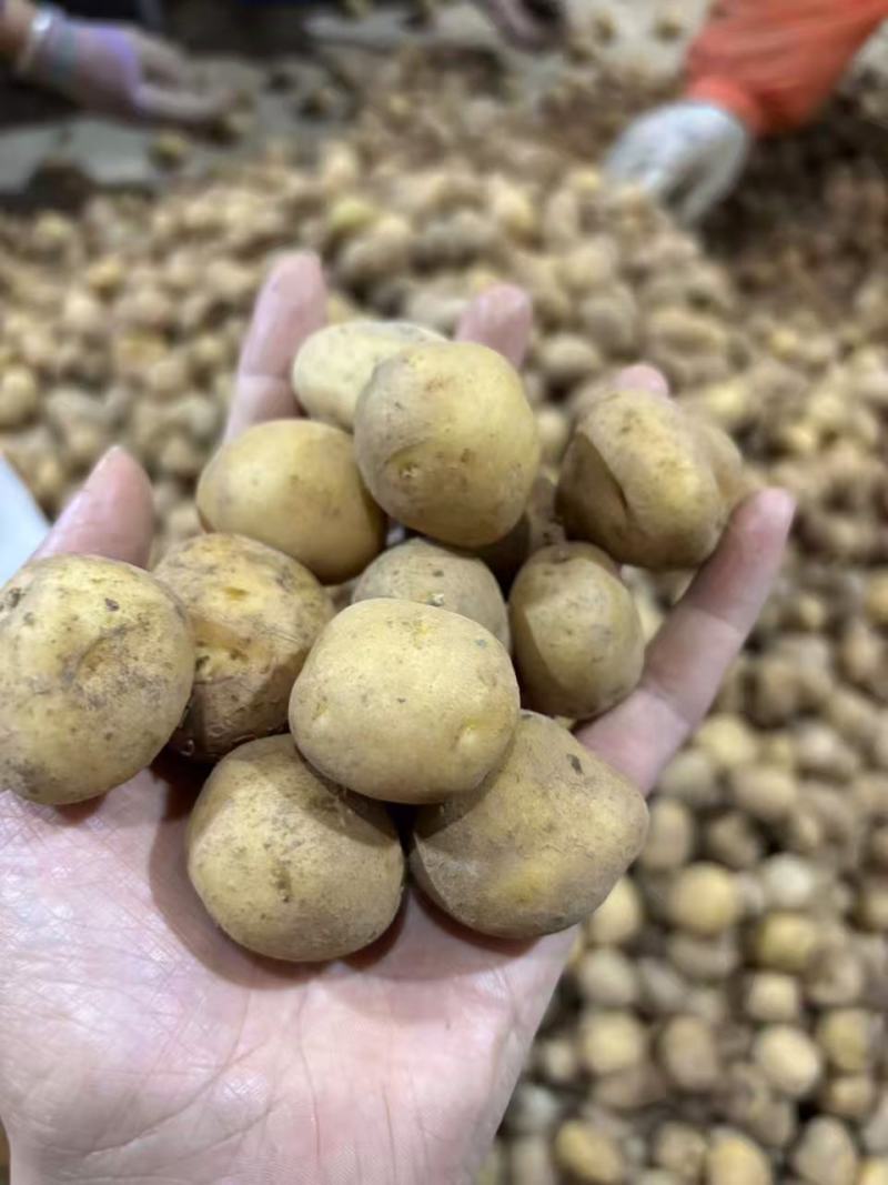 小土豆【恩施小土豆】马尔科土豆，规格齐全，基地直发