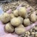 小土豆【恩施小土豆】马尔科土豆，规格齐全，基地直发