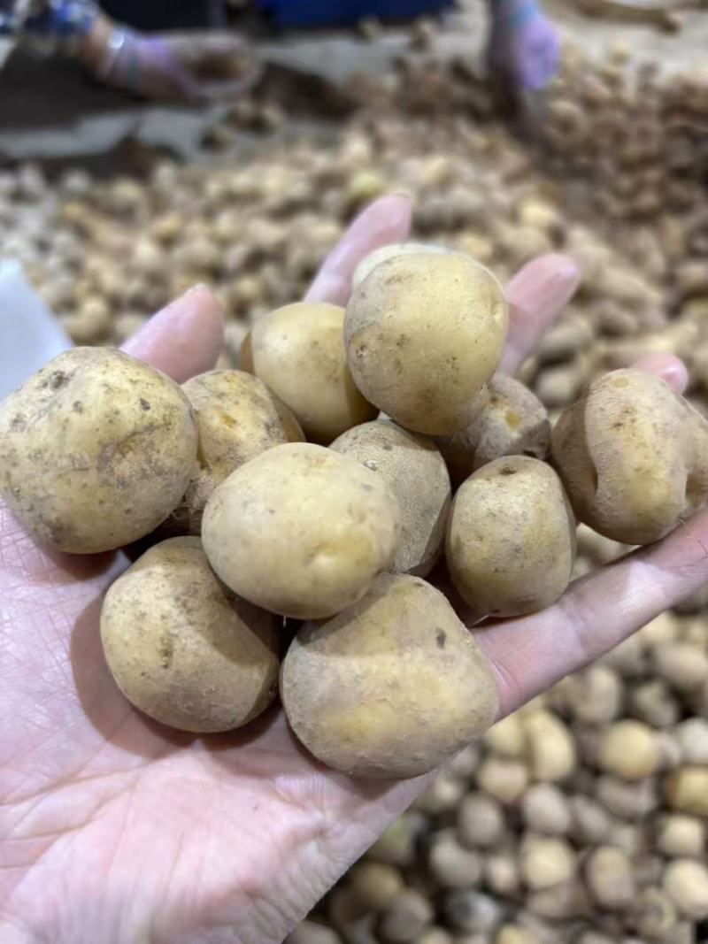 小土豆【恩施小土豆】马尔科土豆，规格齐全，基地直发