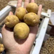 小土豆【恩施小土豆】马尔科土豆，规格齐全，基地直发