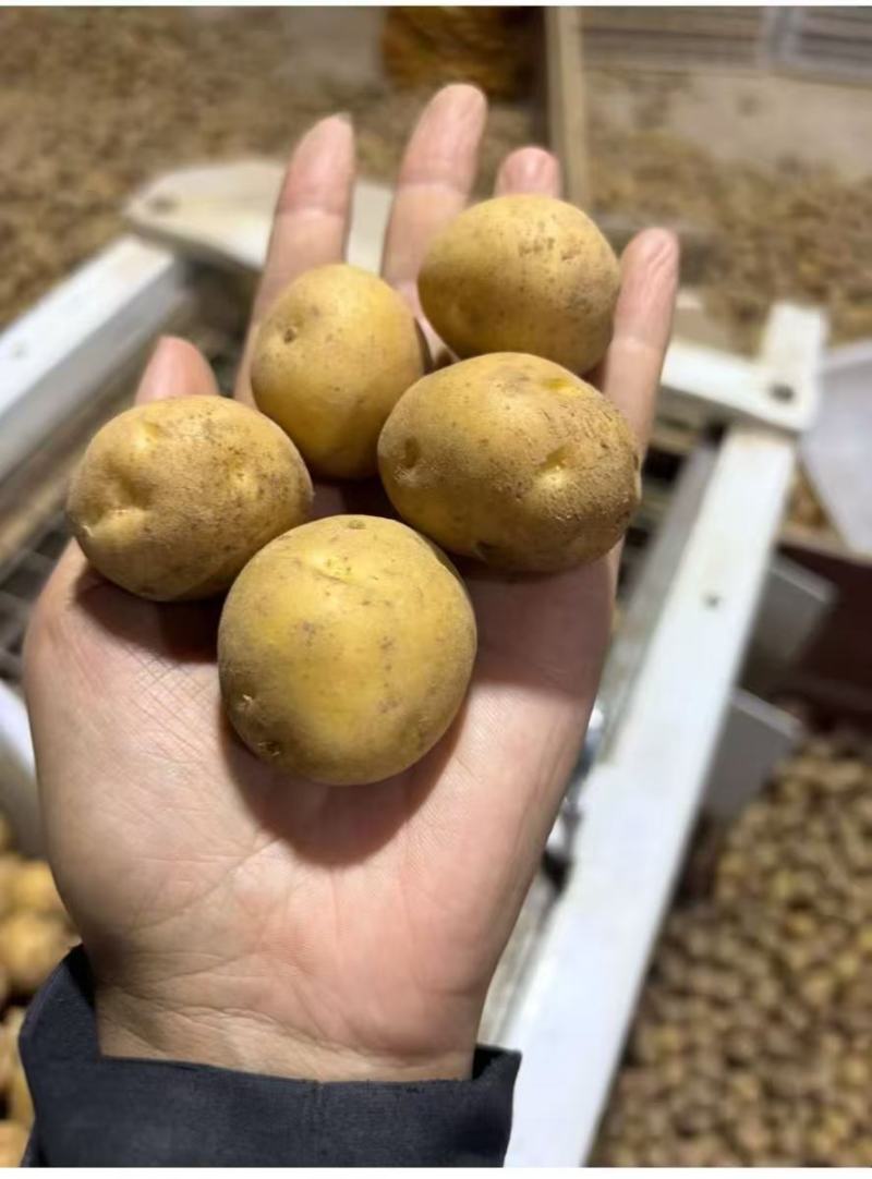 小土豆【恩施小土豆】马尔科土豆，规格齐全，基地直发
