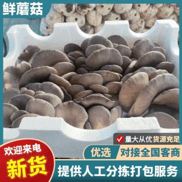 平菇鲜平菇蘑菇黑蘑菇鲜蘑菇产地直发价格实惠运输便利欢迎电联