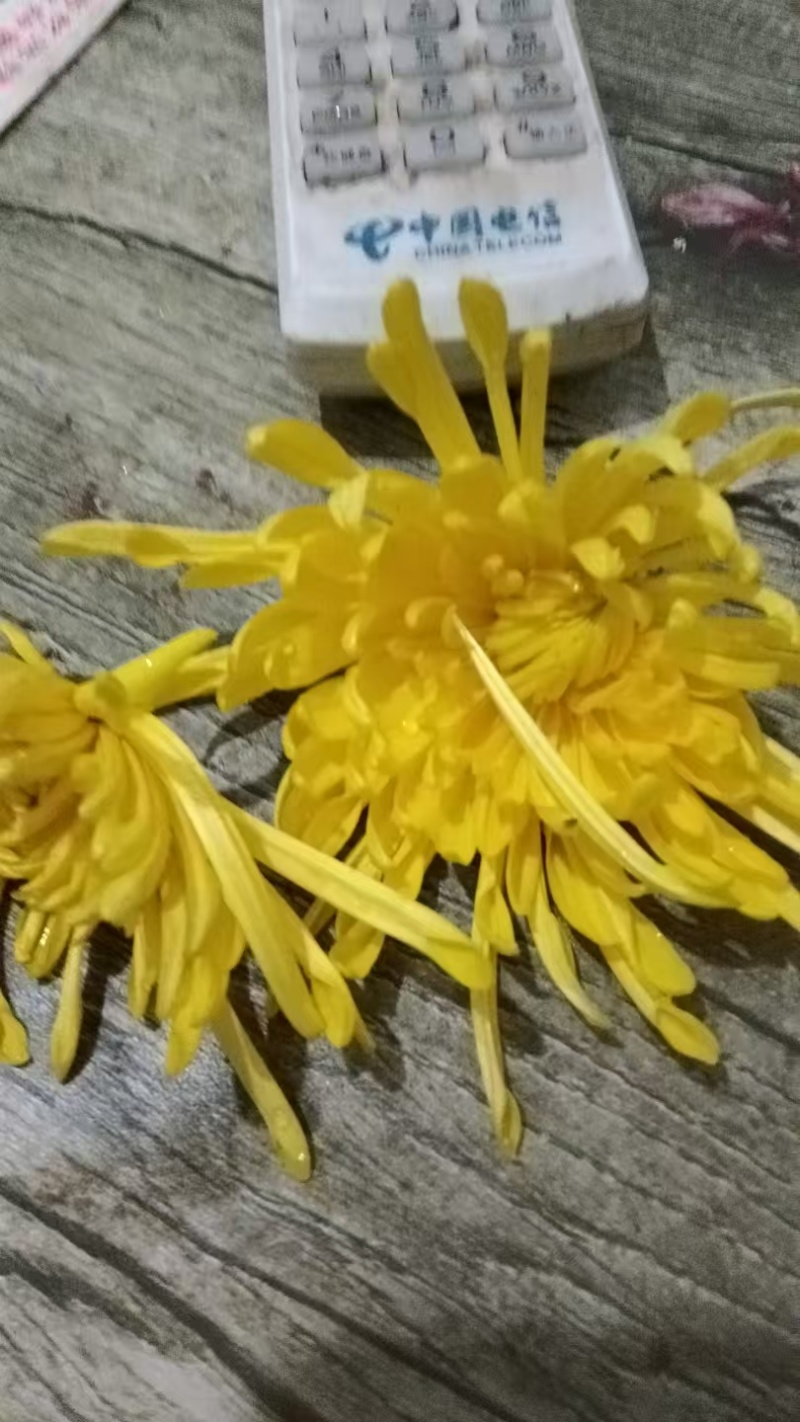 菊花茶，安徽亳州产地直供保质保量量大从优