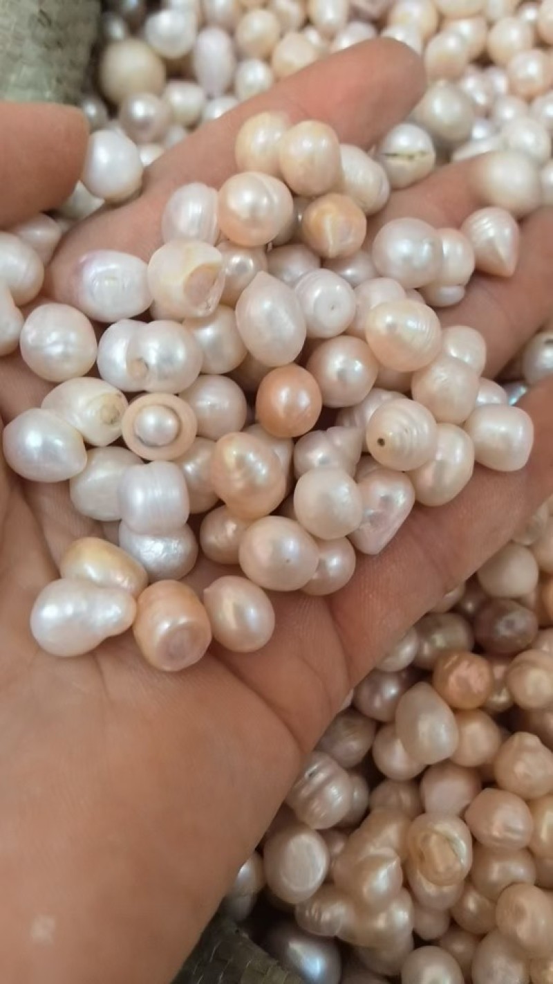药用珍珠天然珍珠无孔供佛菩萨修曼扎装藏珍珠大货