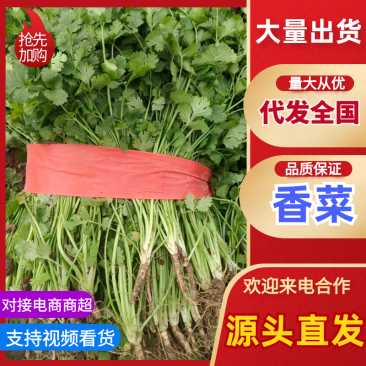 河南铁杆香菜对接全国市场量大从优整车有货质量好走货快热卖