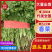 河南铁杆香菜对接全国市场量大从优整车有货质量好走货快热卖