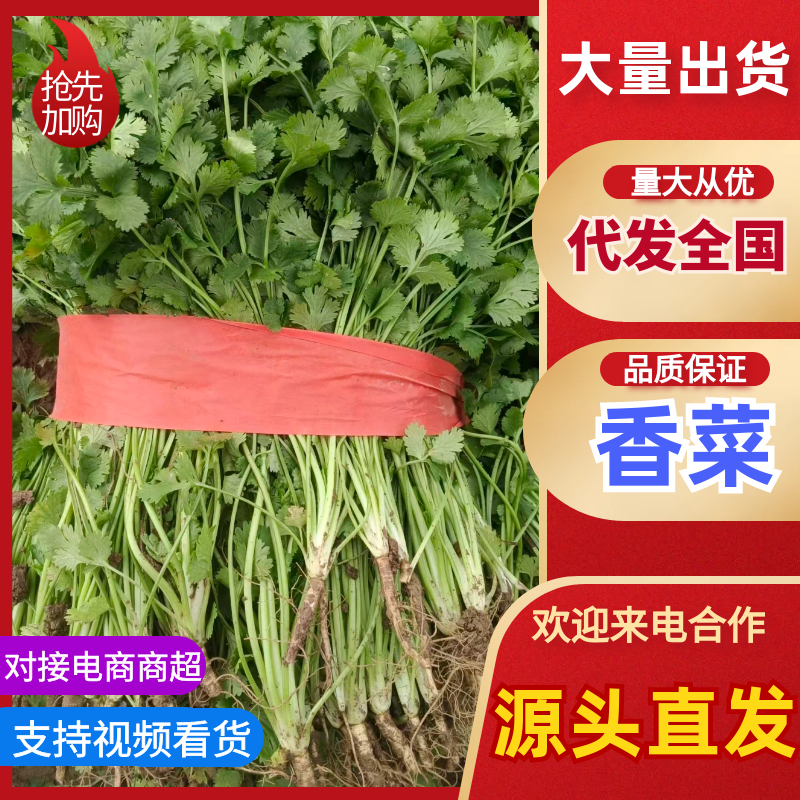 河南铁杆香菜对接全国市场量大从优整车有货质量好走货快热卖