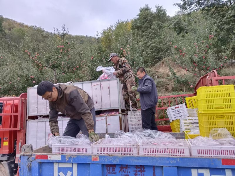 静宁红富士产地现货供应规格齐全