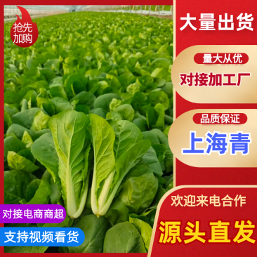 安徽上海青，加工厂泡菜专用