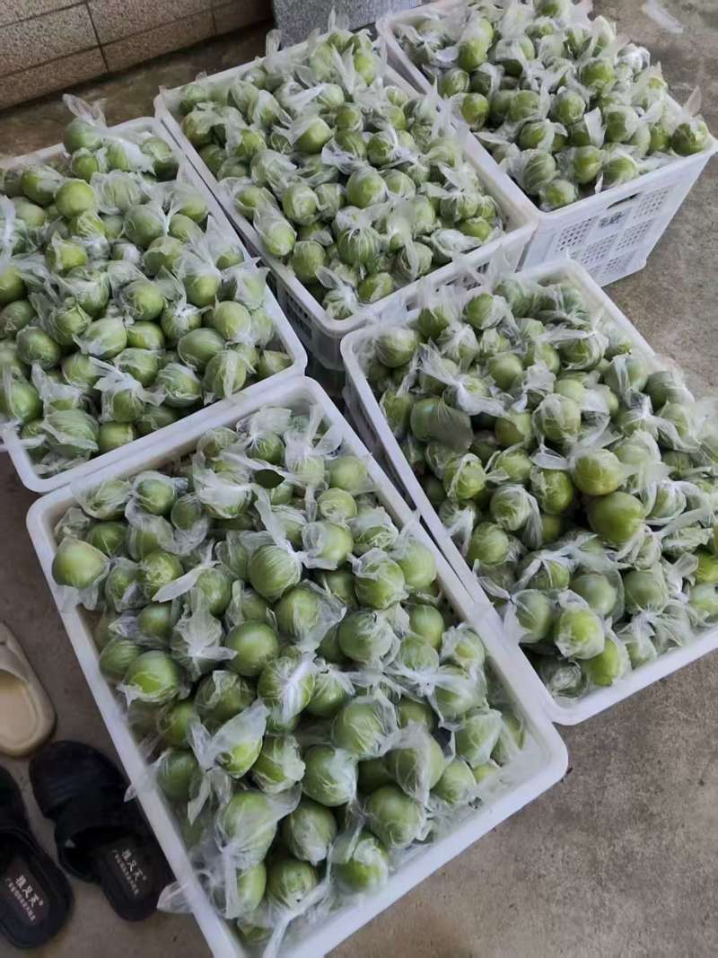 牛奶枣/云南青枣/大枣/全国发货对接电商超市