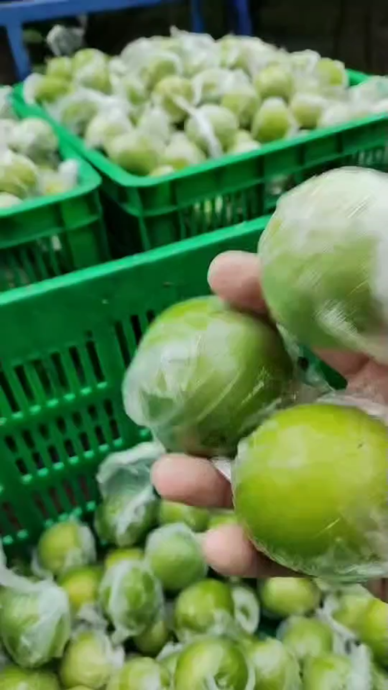牛奶枣/云南青枣/大枣/全国发货对接电商超市
