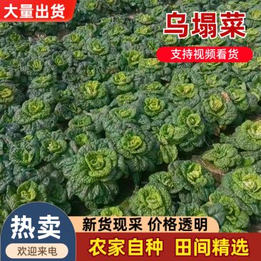 安徽产地精品黄心菜，全国发货，实力代办，欢迎采购商咨询