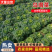 安徽产地精品黄心菜，全国发货，实力代办，欢迎采购商咨询