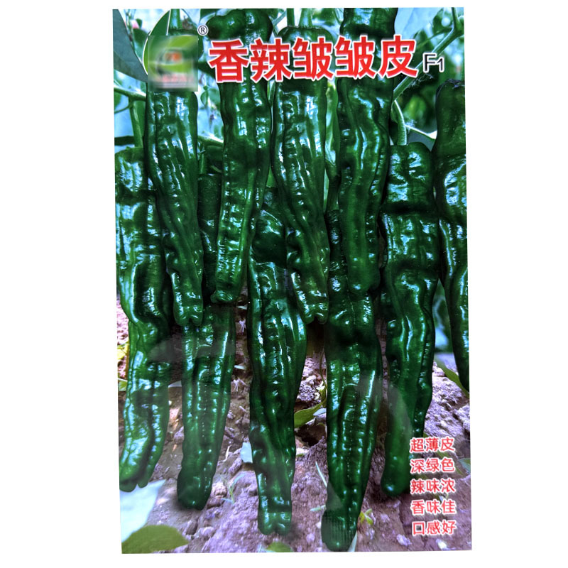 香辣皱皮椒种子早熟果色深绿皮超薄质脆辣味香浓果面褶皱