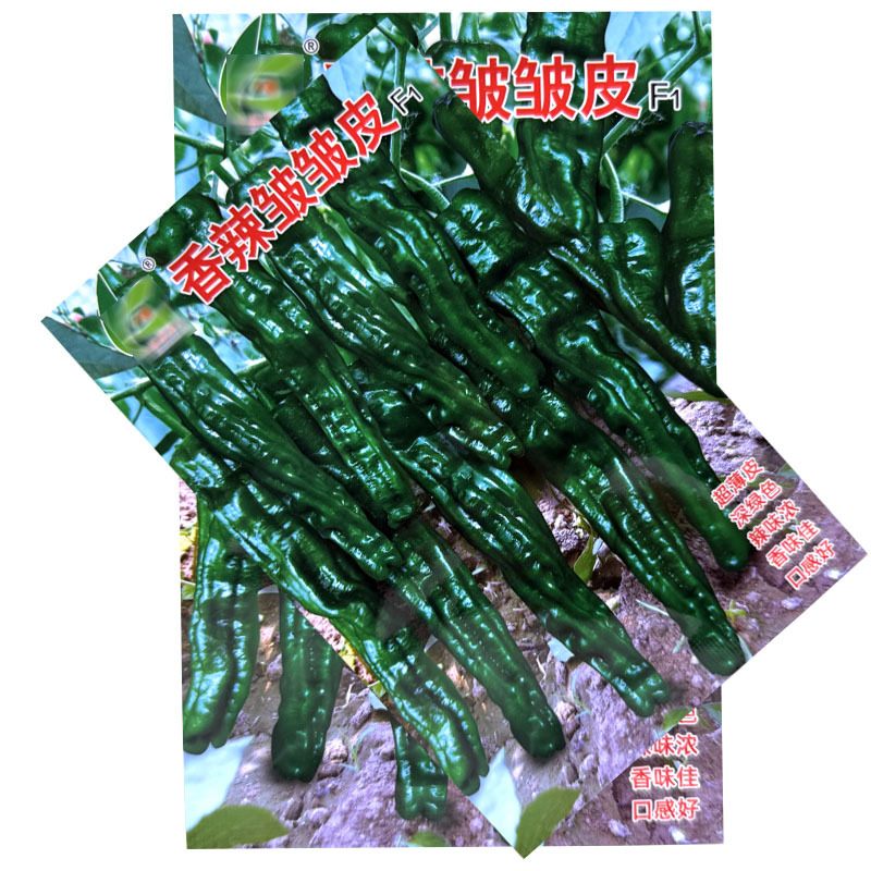 香辣皱皮椒种子早熟果色深绿皮超薄质脆辣味香浓果面褶皱