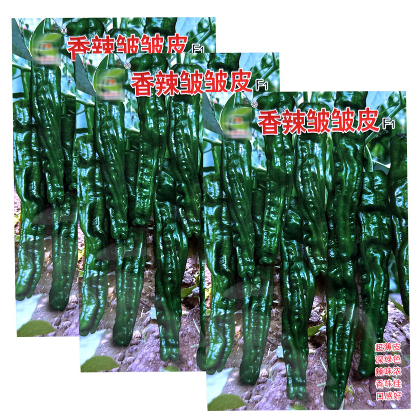 香辣皱皮椒种子早熟果色深绿皮超薄质脆辣味香浓果面褶皱