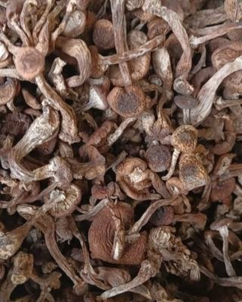 榛蘑量大质优价格优惠一手货源欢迎咨询采购！