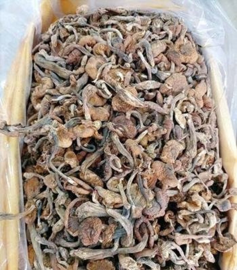 榛蘑量大质优价格优惠一手货源欢迎咨询采购！