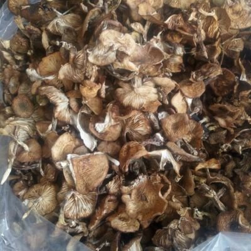 榛蘑量大质优价格优惠一手货源欢迎咨询采购！