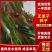 无患子种子有需要的老板请联系我我在一亩田上有店