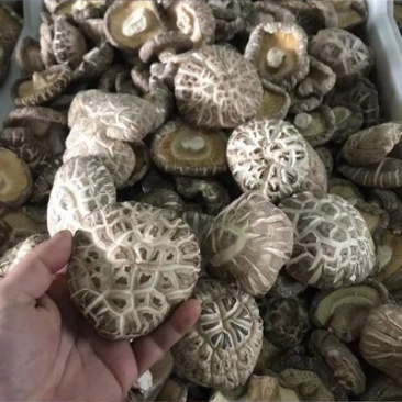 花菇干量大质优价格优惠一手货源欢迎咨询采购！