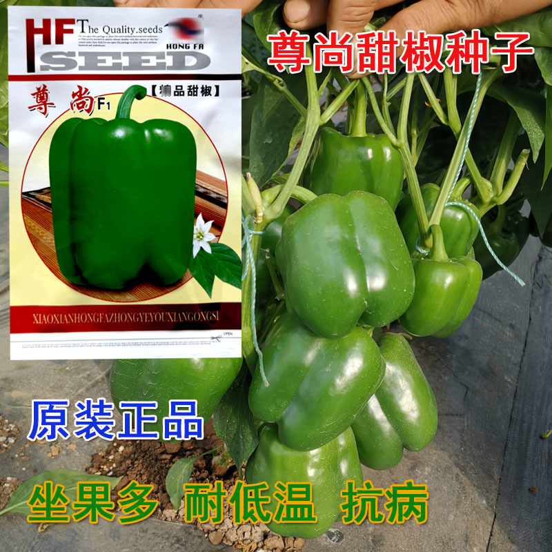 甜椒种子尊尚杂交一代早熟甜椒种籽果实灯笼型耐贮耐运