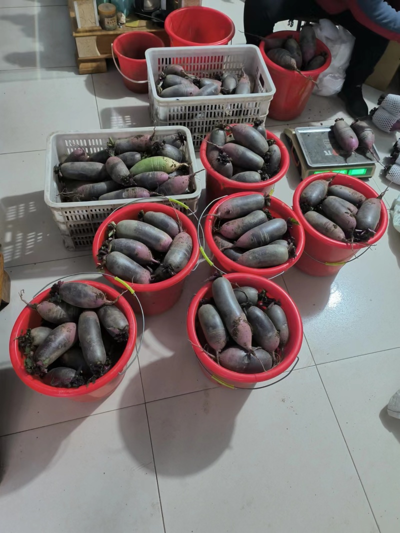 山东冰淇淋水果萝卜皮薄多汁脆甜不辣欢迎来电咨询