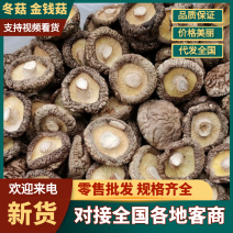 精选冬菇金钱菇个体均匀颜色新鲜香味足产地直供